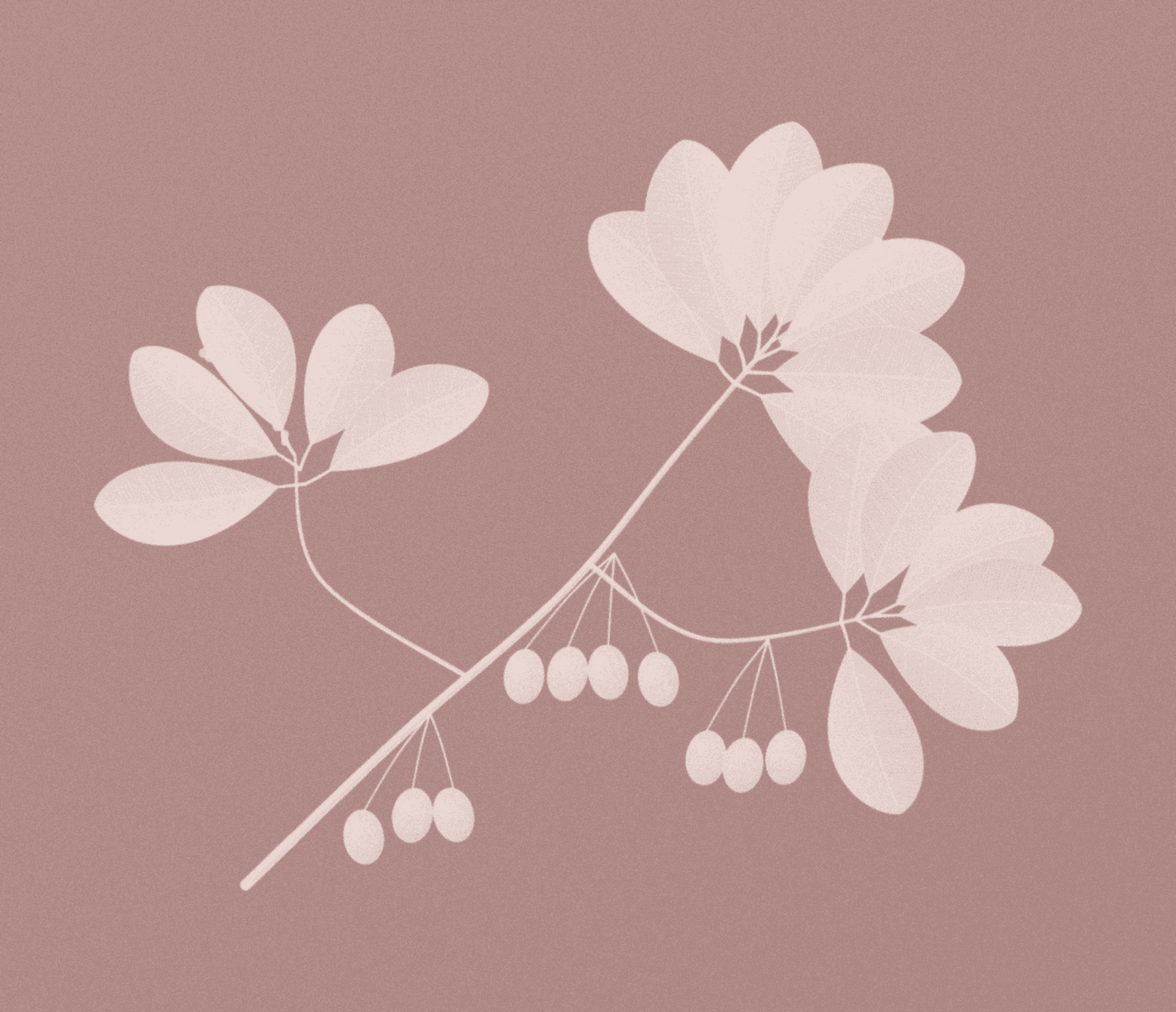 Kakadu plum